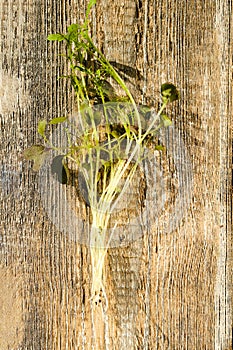Top view of arugula sprouts on wooden background
