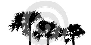 Top view of asian Palmyra palm trees or Sugar palm with leaves on white background. White and black tone