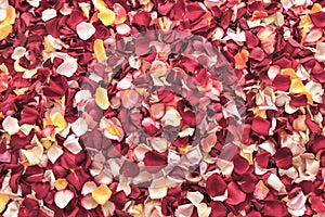 Top view of assorted colors of fresh rose petals background pattern.