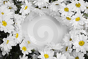 Top view assortment of  daisies frame Photo