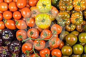 Top view assortment of tomatoes of many kinds, healthy food, studio photo