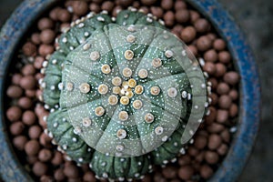 top view of astrophytum asterias cactus on planting pot