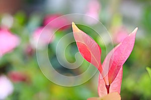 Top view of Australian Rose Apple or Brush Cherry leaves in red color