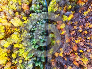 Top view of autumn colorful forest landscape wallpaper art. Aerial nature scene of pine trees and asphalt road banner design.