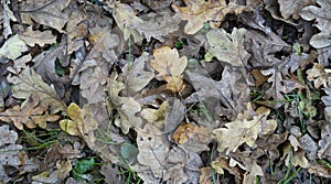 Top view of autumn fall leaves on oak forest ground