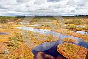 Top view of autumn landscape. Huge bog in Estonia
