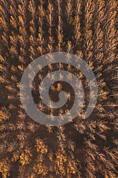 Top view of autumnal poplar tree forest from drone pov