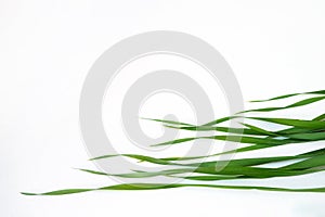 Top view of Avena sativa leaves, young green oat grass on white background. Copy space