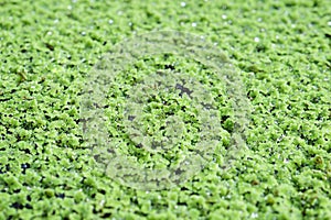 Top view of Azolla, a small aquatic plant of the floating fern family grows on the surface of water