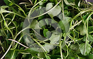 Top view at baby broccoli microgreens