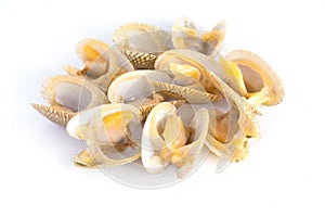 Top view of baby clam isolated ,short-necked clam,carpet clam or  Venus shell