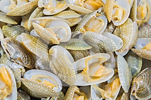 Top view of baby clam ,short-necked clam,carpet clam or  Venus shell photo