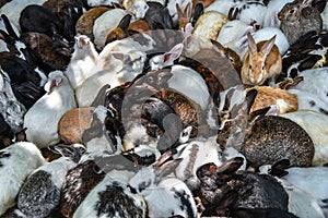 The Top view background of group Rabbits are eating the food