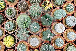 A vzor z poušť strom kaktus a sukulentní rostliny v hrnce. z blízka krásný kaktus zelený špice a 