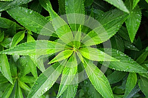 Top view of Balsam\'s leaves.