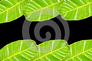 Top view, Banana leaf frame isolated on black background for design or stock photo, summer flora, nature plant , stripes leave