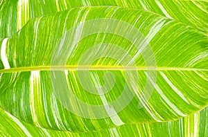 Top view, Banana leaf texture background for design or stock photo, summer flora, nature plant , stripes leave