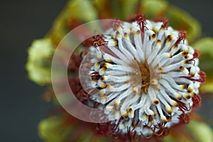 Top view of Banksia flower also know as Australian honeysuckle on dark background