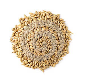 Top view of barley grains