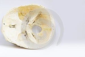 Top view of base of the human skull showing sphenoid bone and foramen magnum for anatomy in isolated white background.