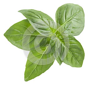 Top view of basil leaf isolated on white background