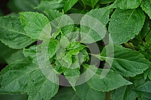 Top view of basil leaves, herb and ingredient for cooking food