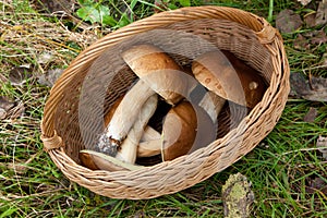 Top view of basket with some edible mushrooms