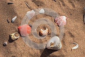 Top view of the beach shells lying on the sand. Summer composition on the seashore. Vacation on the seashore. A tropical resort.