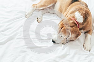 A top view of the beagle dog sleeps on the clear white bed sheet photo