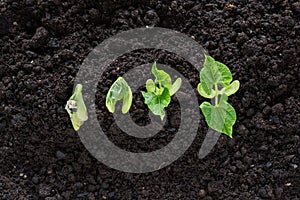 Top view of bean seed germination in soil