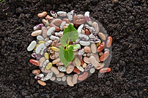 Top view of bean seed germination in soil with some seeds