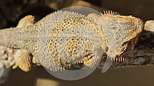 Top view of bearded Dragon