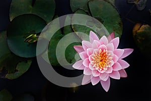 The Top view of Beatiful Pink Lotus