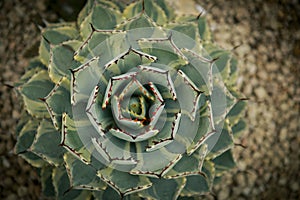 top view of beautiful agave leaves planting at home succulent garden