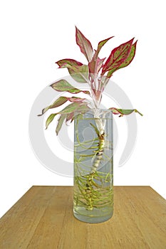 Top view Beautiful Aglaonema in a glass on white background