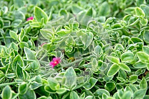Top view of beautiful Aptenia cordifolia heartleaf ice plant baby sun rose flower blooms