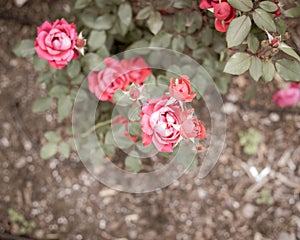 Top view beautiful blossom shrub roses, blooming cherry-red color and dark green foliage shrub, mulched ground in Dallas, Texas,