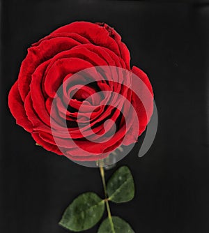 Top view of a beautiful bright red rose on a black background.