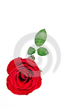 Top view of a beautiful bright red rose on a white background.