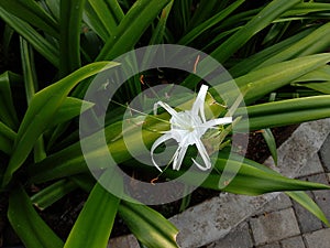 Top view of a beautiful bright white Hymenocallis littoralis flower, also called Beach Spider Lily from Hinjawadi, Pune, India