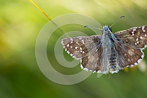 Top view of beautiful brown butterfly with white dots