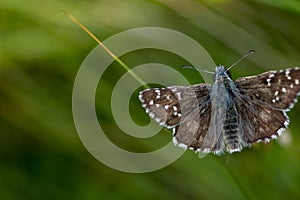 Top view of beautiful brown butterfly with white dots