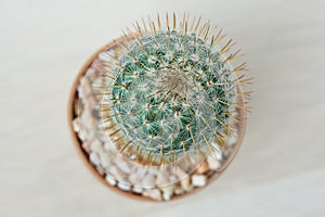 Top view of beautiful cactus on wooden background