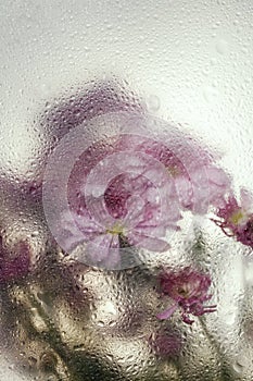 Top view of beautiful flowers through the glass with waterdrops background.