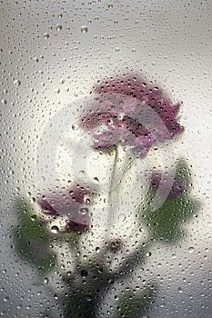 Top view of beautiful flowers through the glass with waterdrops background