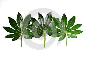 Top view beautiful fresh green leave on white background isolated