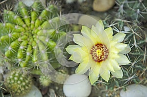 Top view of beautiful golden barrel cactus flower