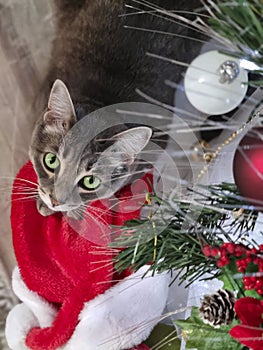 top view of a beautiful gray cat with green eyes lying under a Christmas tree. Christmas concept.