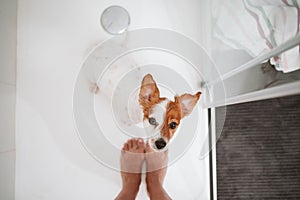 top view of beautiful jack russell dog sitting in shower ready for bath time. Owner woman feet standing besides. Pets indoors at