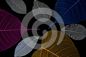 Top view of beautiful leaf vein pattern